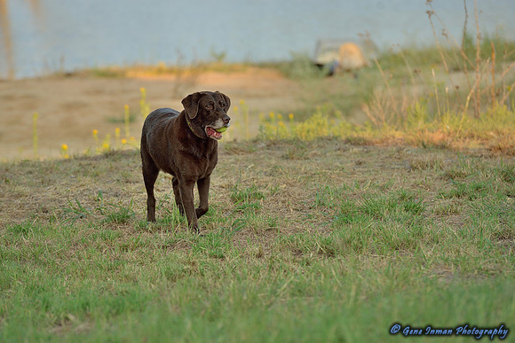 Dove Hunt 2013