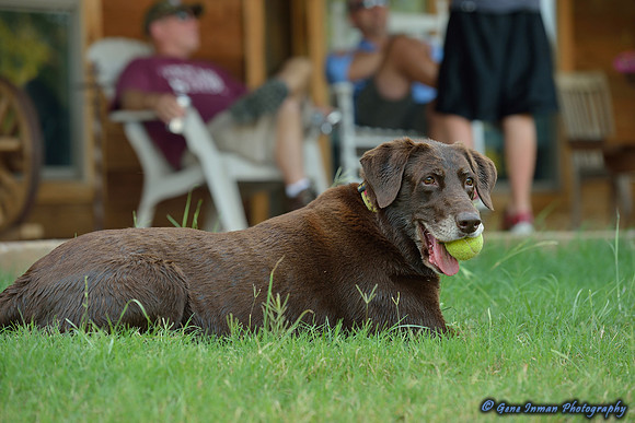 Dove Hunt 2013