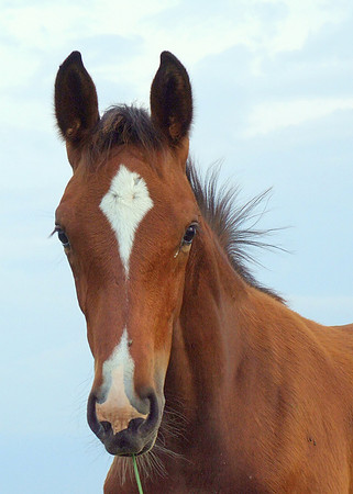 Top Line Sporthorses