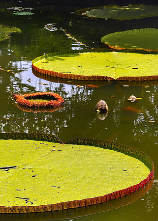 Botanical Gardens