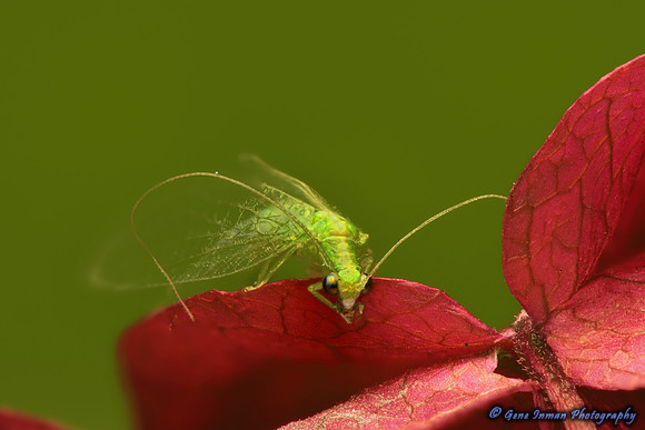 Macro Flash Bracket :  Jumping Spider on Red Pepper