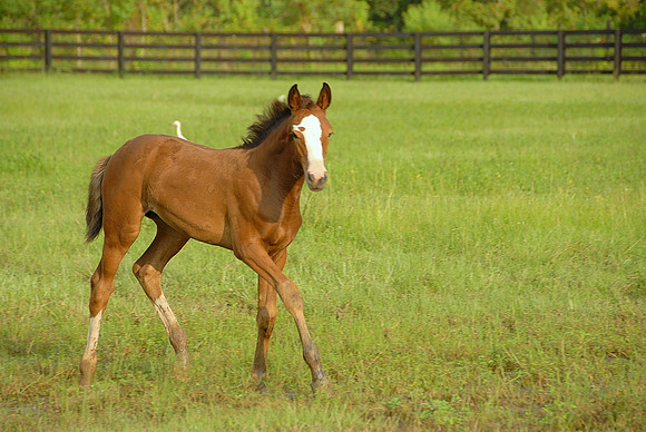 Top Line Sporthorses