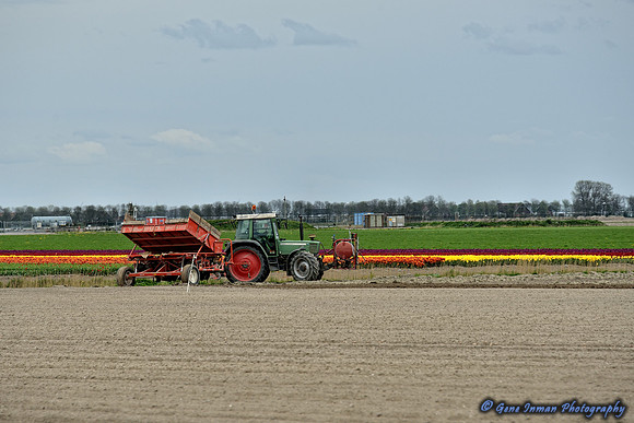3180 -  Tulip Field, Holland.
