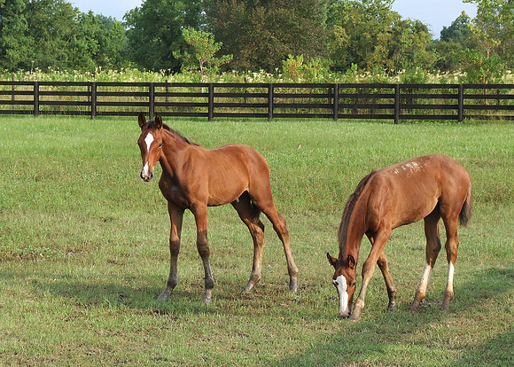 Top Line Sporthorses