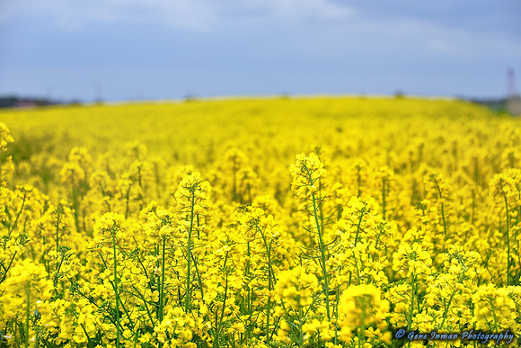 4214 -Shallow DOF -Field of Yellow Flowers, near Cuxhaven, Germany