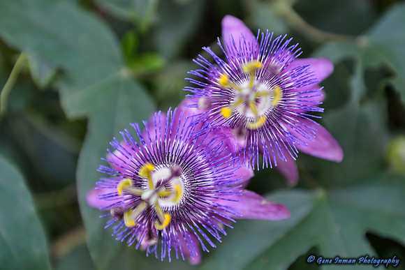 Assorted test on Nikon D800 DSLR