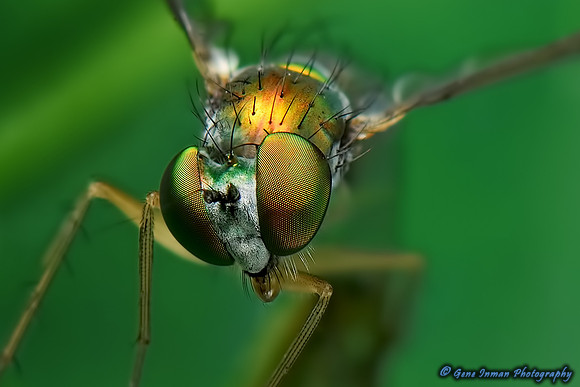 Macro Flash: Green Fly Ver2