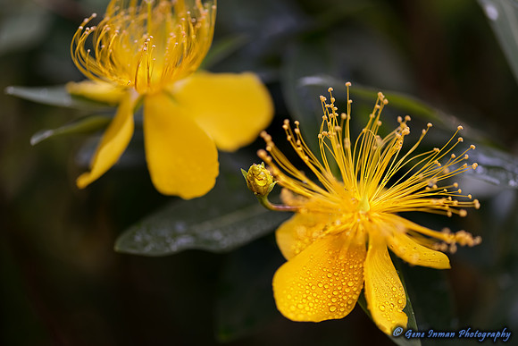 504 -Yellow flower in garden.
