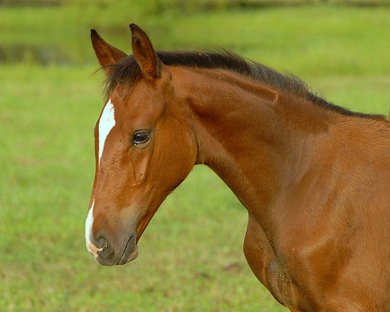 Top Line Sporthorses