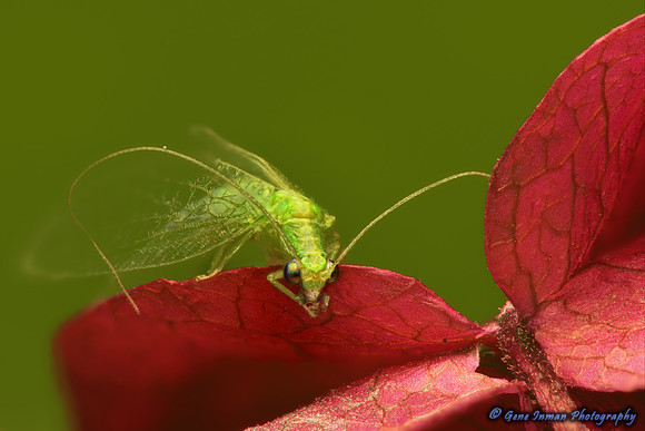 Green Lacewing Bug, Red Flower - Macro