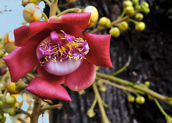 Buddhist Flower- Phnom Penh