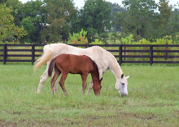Top Line Sporthorses
