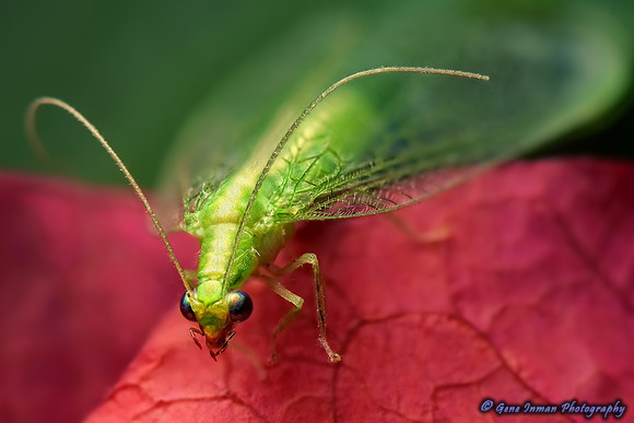 Macro Flash Bracket :  Jumping Spider on Red Pepper