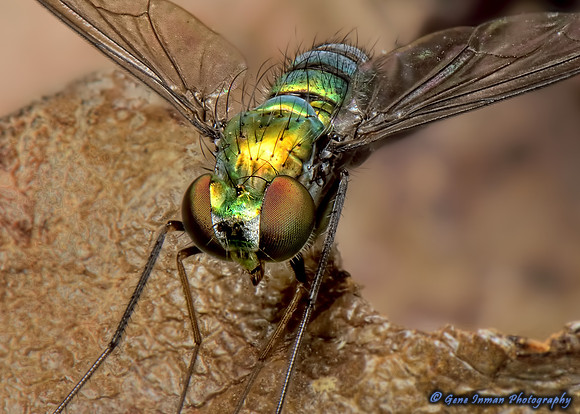 Macro Flash Bracket : House Fly