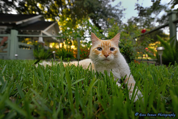 8951 -  Nikon D800 Test:14mm Sigma Wide Angle Lens Tests (The Neighborhood Prince)