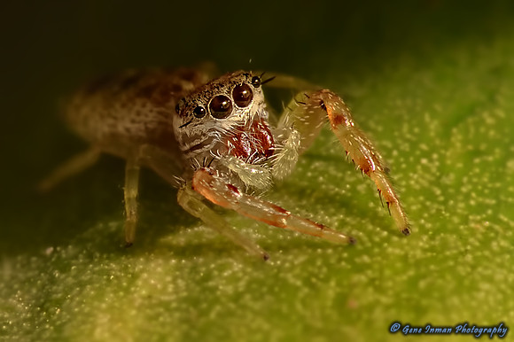 10225 - Nikon D800 Test: 105MM Macro with 2x Sigma Teleconverter, 210mm Effective, Available Light