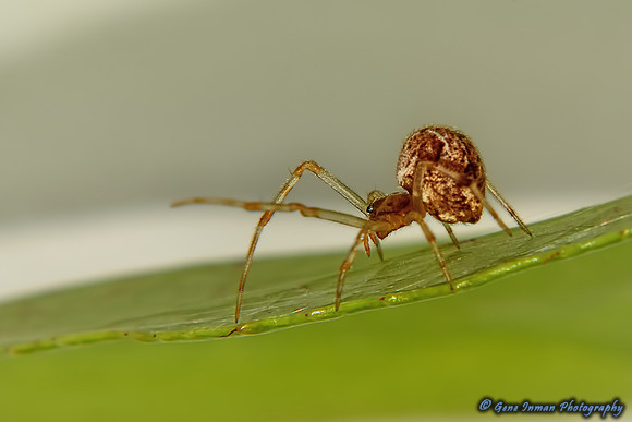 Nikon D800 Tests: Spider - 105mm, 2.0x TC, +4 Close-up Filter, Flash