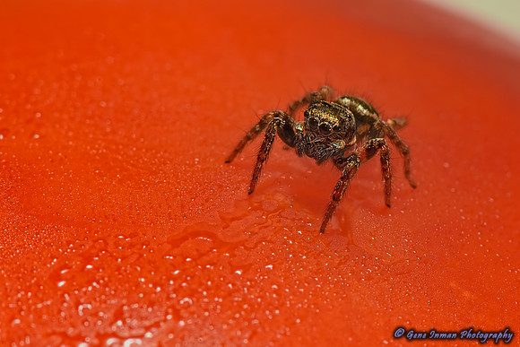 10613 - Nikon D800 Test: Spider Macro Insects, Nikon 105mm, Sigma 2.0x Teleconverter,