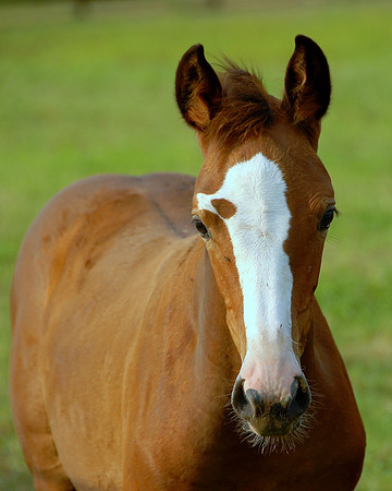 Top Line Sporthorses