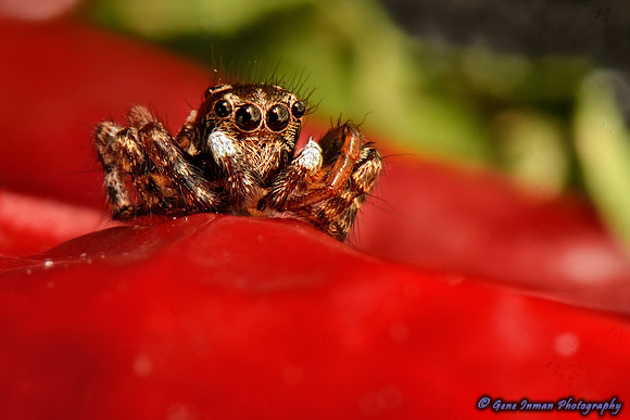 Macro Flash Bracket :  Jumping Spider on Red Pepper