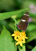 Butterflies