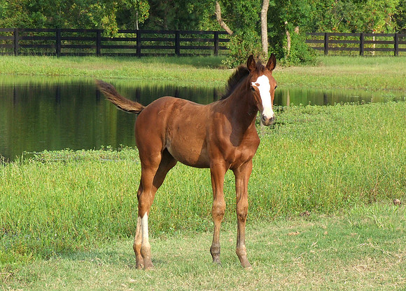 Top Line Sporthorses