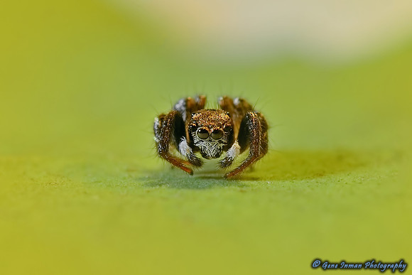 10046 - Nikon D800 Test: Jumping Spider