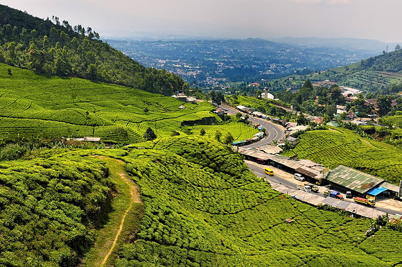 Tea Farm