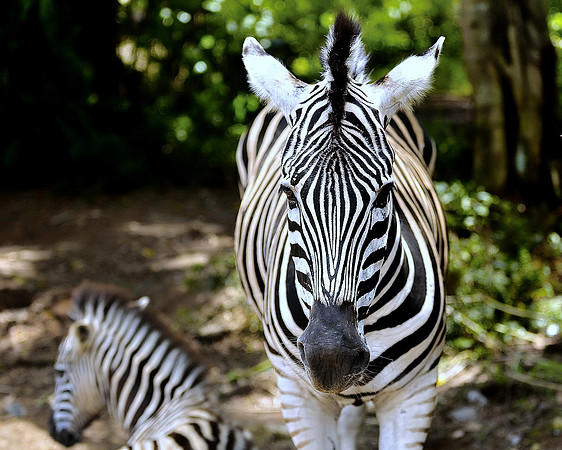 GPI_4773 Java Game Reserve