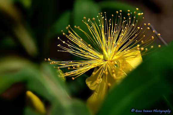 474 - Flower in our Garden.