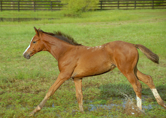 Top Line Sporthorses