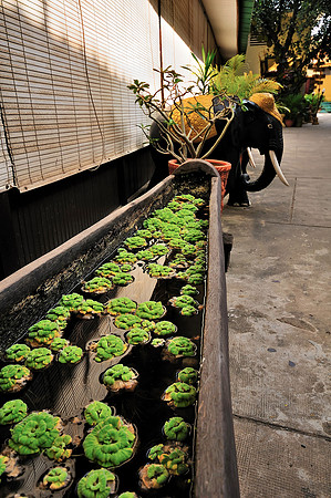 GPI_6972_Cambodia-done_topaz_GenesColor