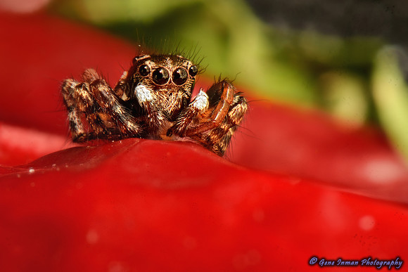 Macro Flash Bracket :  Jumping Spider on Red Pepper