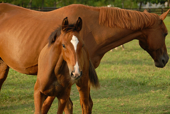 Top Line Sporthorses
