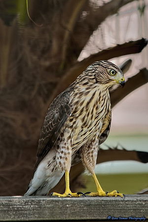 Nikon D800 Test: Sigma 150-500mm, Through Window, 70% Crop