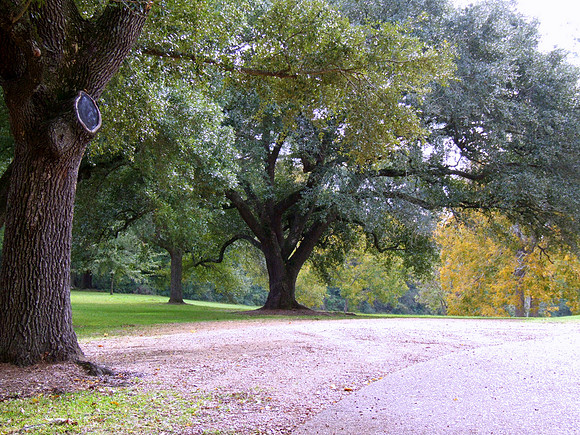 Dunleith plantation