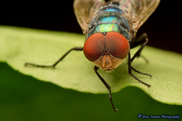 House Fly - Macro