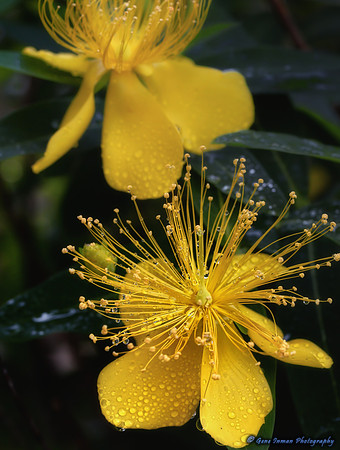 505 -Yellow flower in garden.