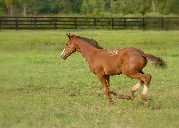 Top Line Sporthorses