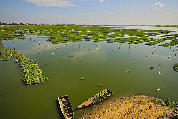 Watercress Farming - Cambodia