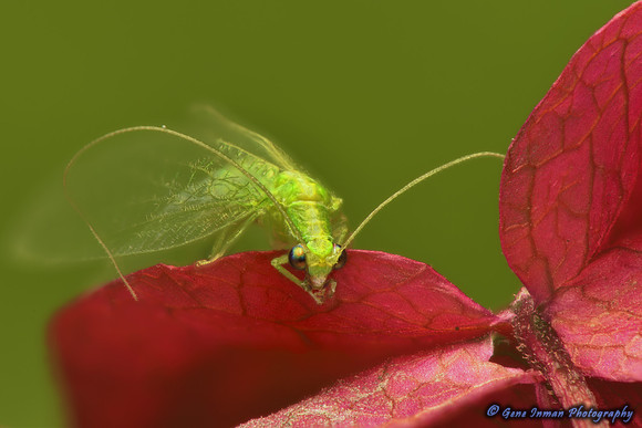 xxGreen Lacewing Bug, Red Flower - Macro