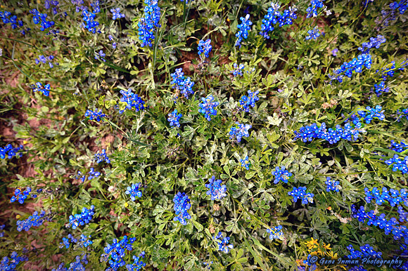 GPI_0401.tif - Texas Bluebells, Bluebonnets and Wildflowers