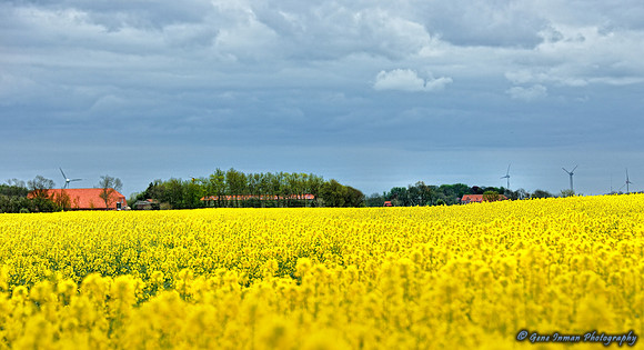 4213 -  - Field of Yellow Flowers, near Cuxhaven, Germany