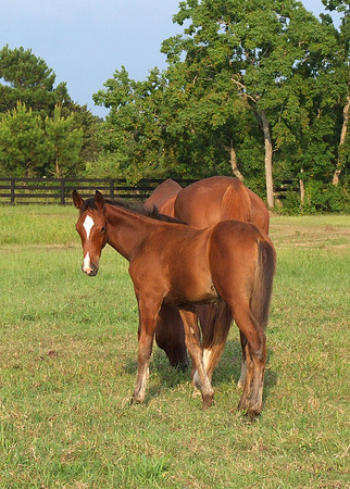 Top Line Sporthorses
