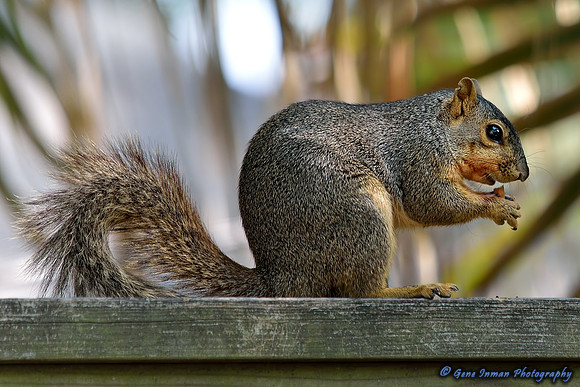 6015 - NIKON D800:  Test Shots Sigma 150-500mm @500, Available Light, 33% Crop,