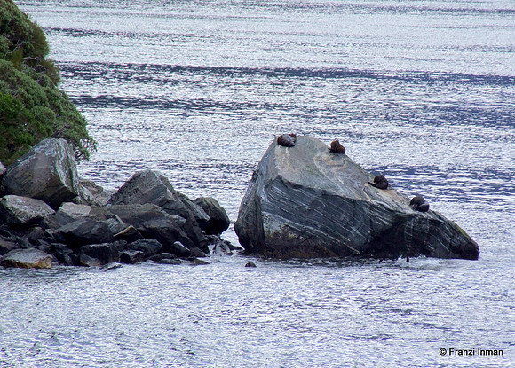 NZ-Milford Sound 2010-113