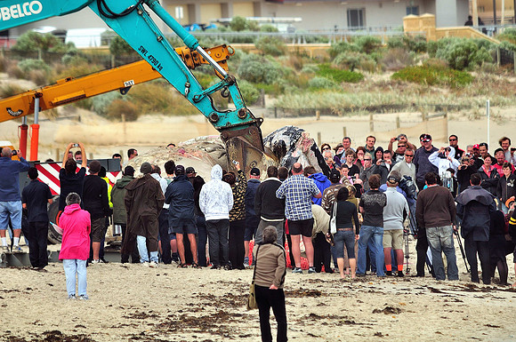 GPI_0516- Bule Whale Removel -West Australia