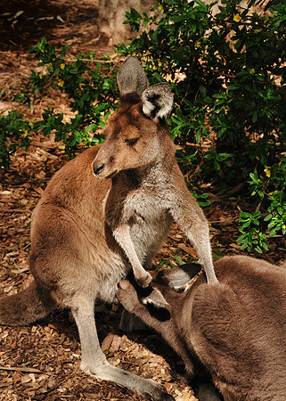 GPI_0804- Perth, Australia _008