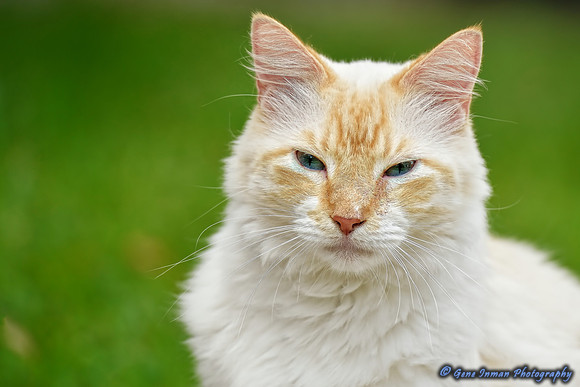 10798 - Nikon D800 Test:Nikon 70-200mm with Sigma 2.0x Teleconverter Test