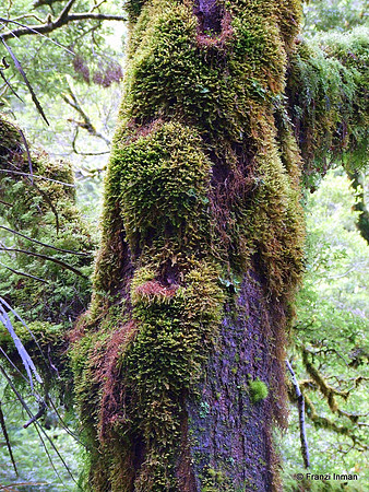 NZ-Milford Sound 2010-25